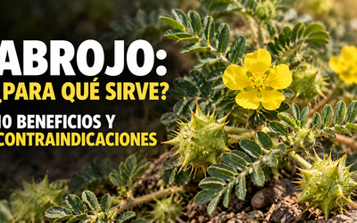 Abrojo: para qué sirve, 10 beneficios y contraindicaciones